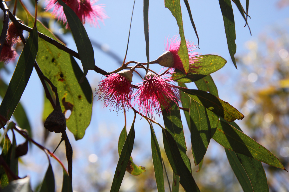32 Monash Street, NEWSTEAD VIC 3462, Newstead - Thumbnail 8