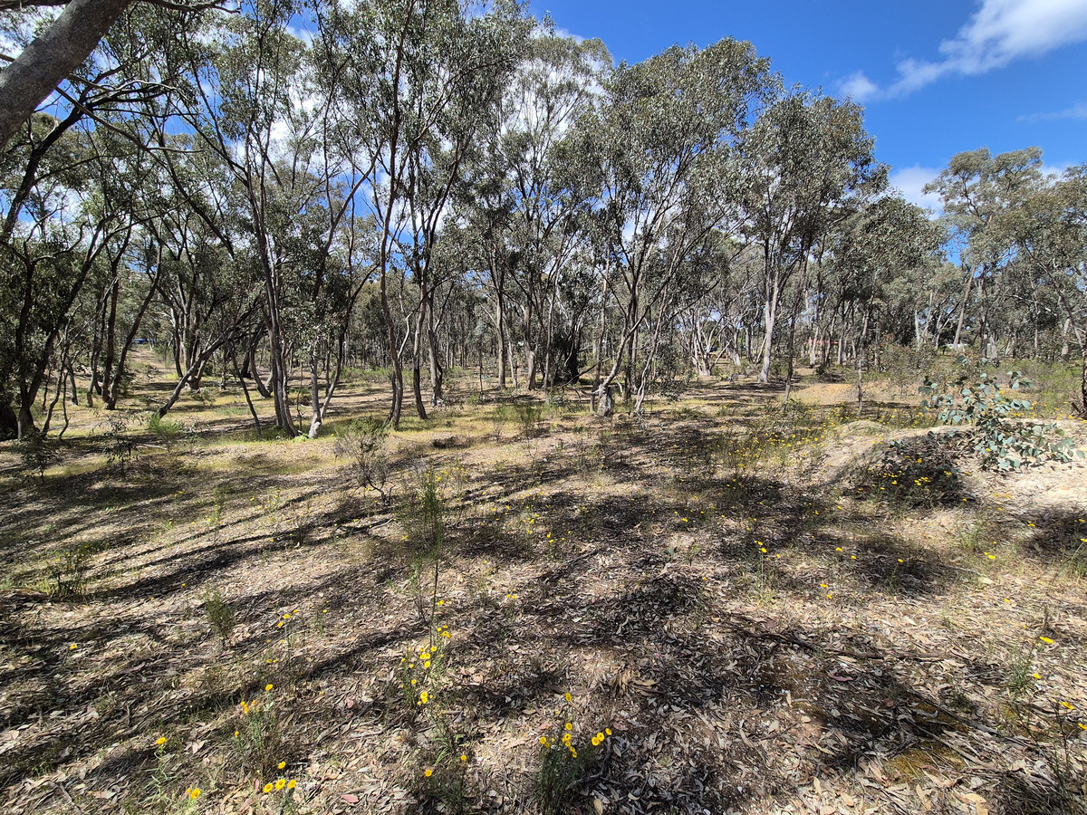 Lot 1 / 23 Monash Street, Newstead VIC 3462, Newstead - Thumbnail 3