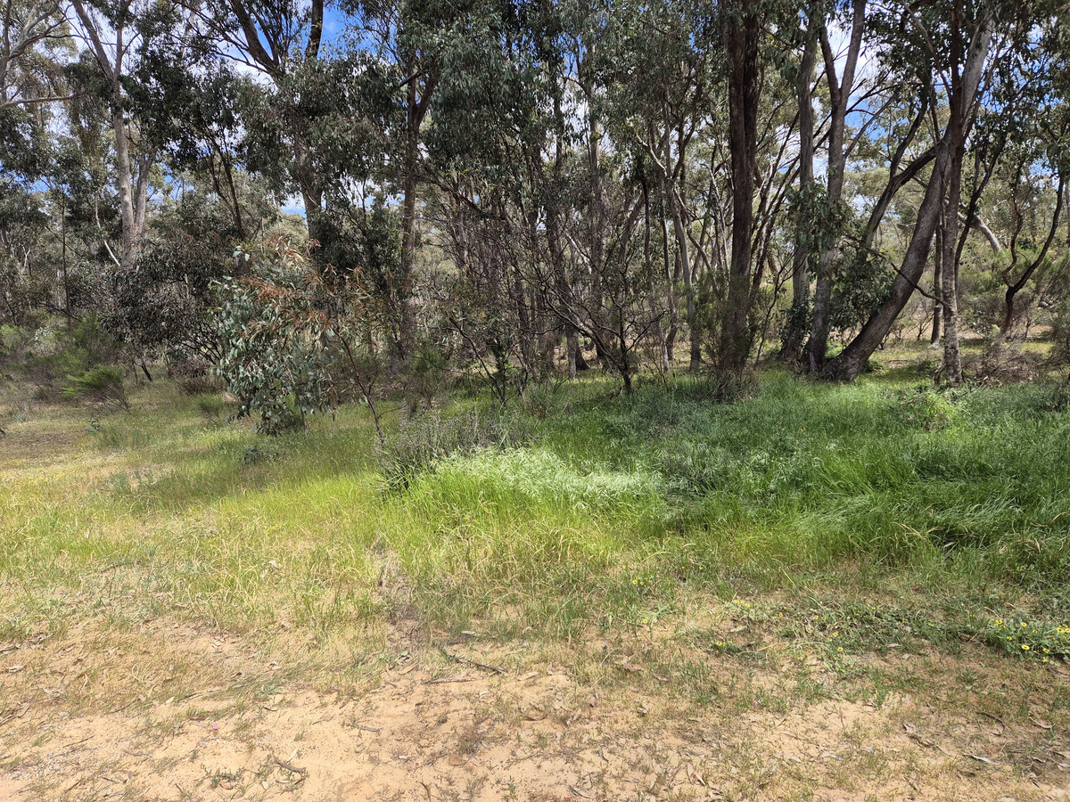 Lot 1 / 23 Monash Street, Newstead VIC 3462, Newstead - Thumbnail 8
